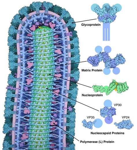 ebola capsid